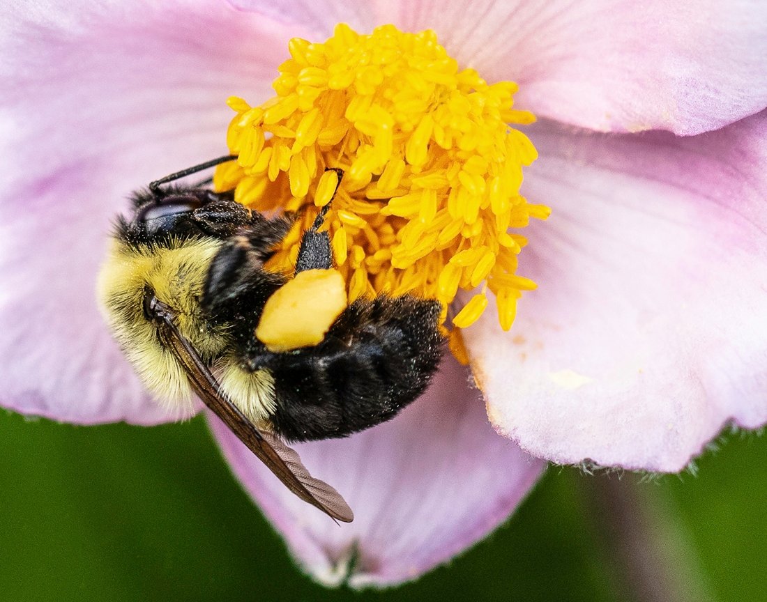 John Colonna – Bumble Bee on Wild Rose – 1st