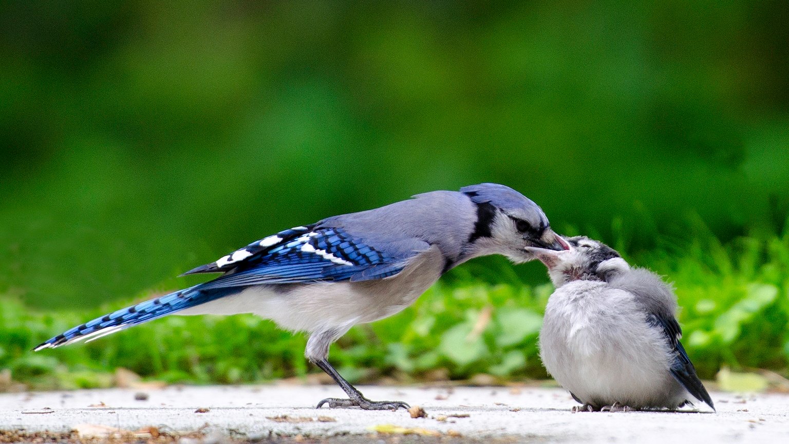 Sorin Alb – Blue Jay Feeding Fallen Fledgl – 3rd