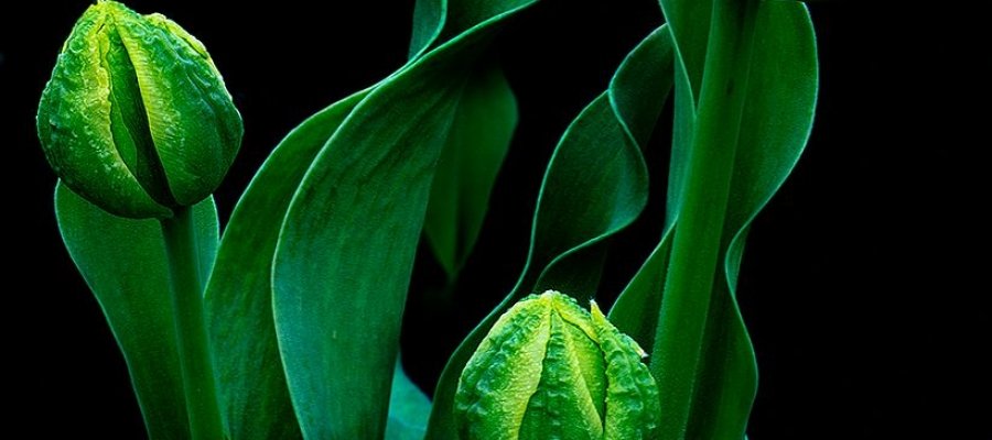 David Clow – Tulip Trio – 2nd