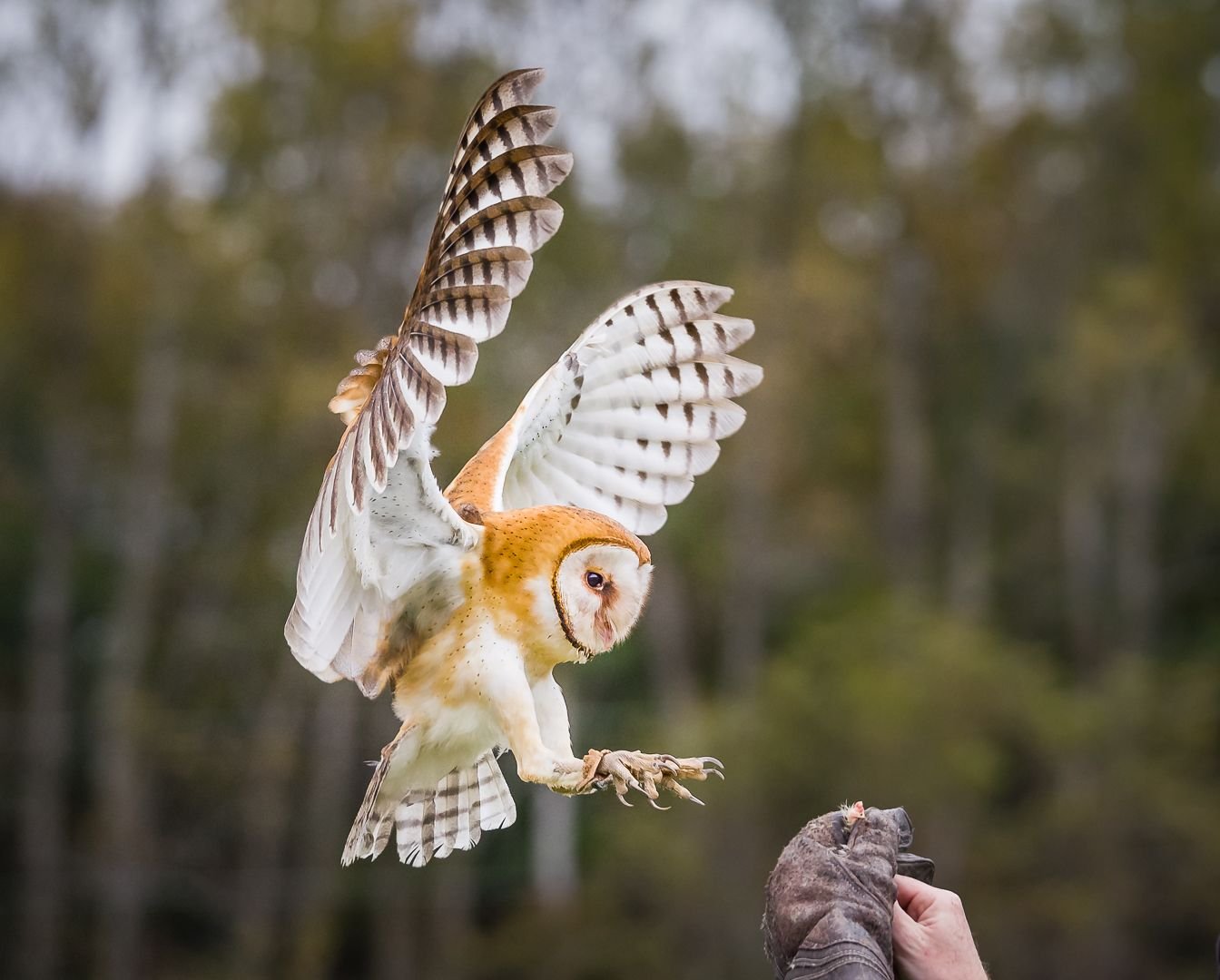 Gordon Chu – Barn Owl Coming For A Snack – HM