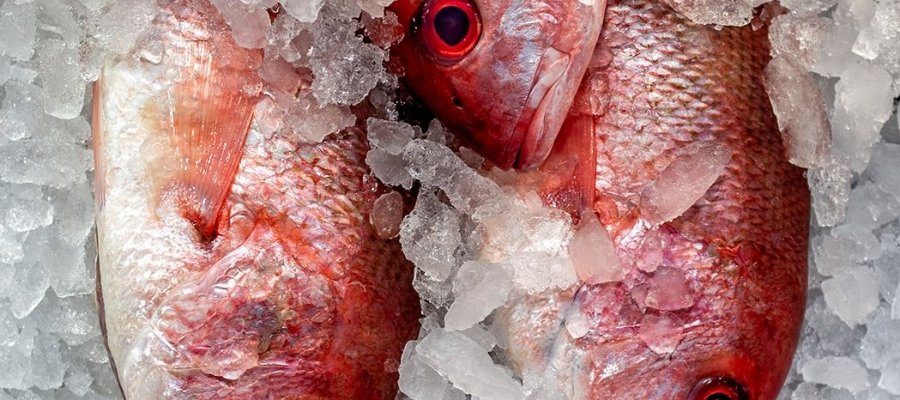 Michael Laezza – Red Snapper – HM