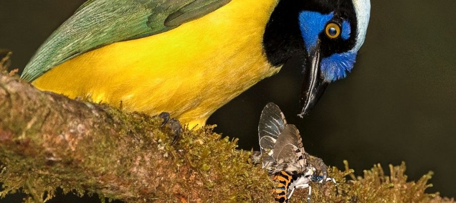 Vince Filteau – Inca Jay with Food – 3rd