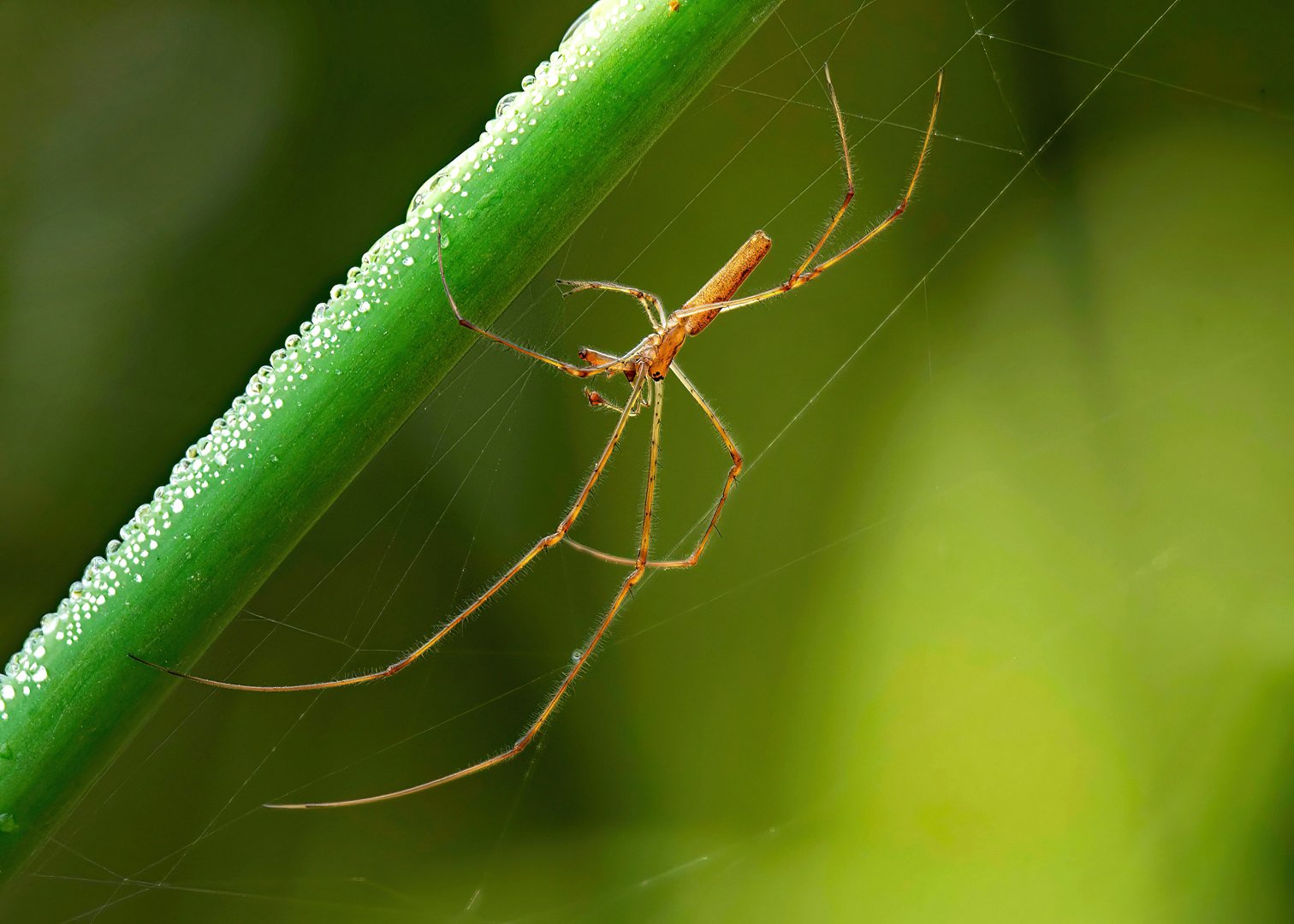 Andrea Page – Tetragnatha Striata Orbweaver – 1st