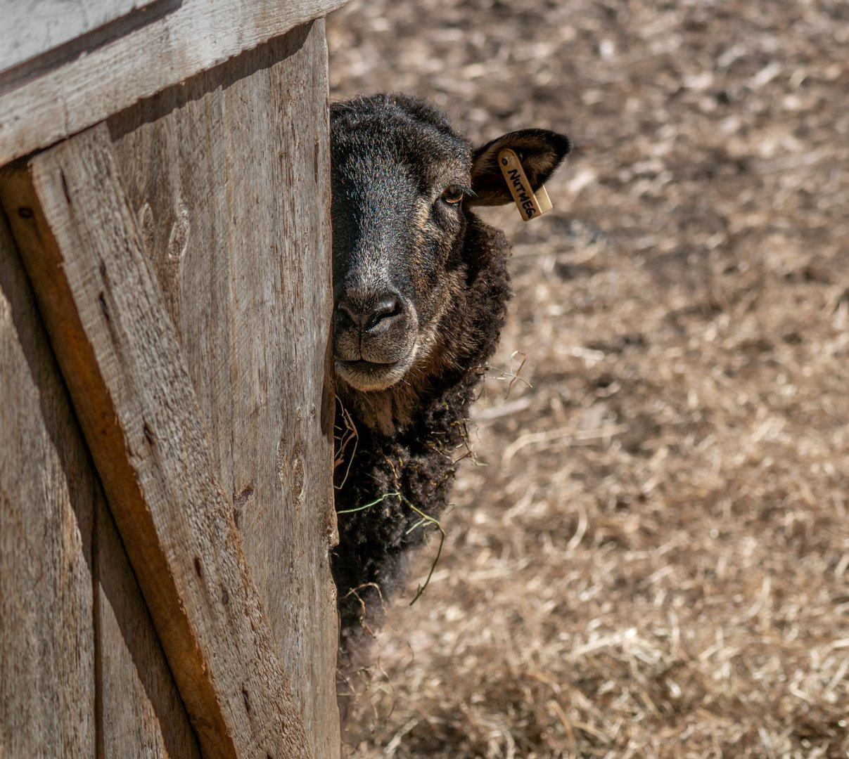 Aneta Zimnicki – Peek a boo – 3rd