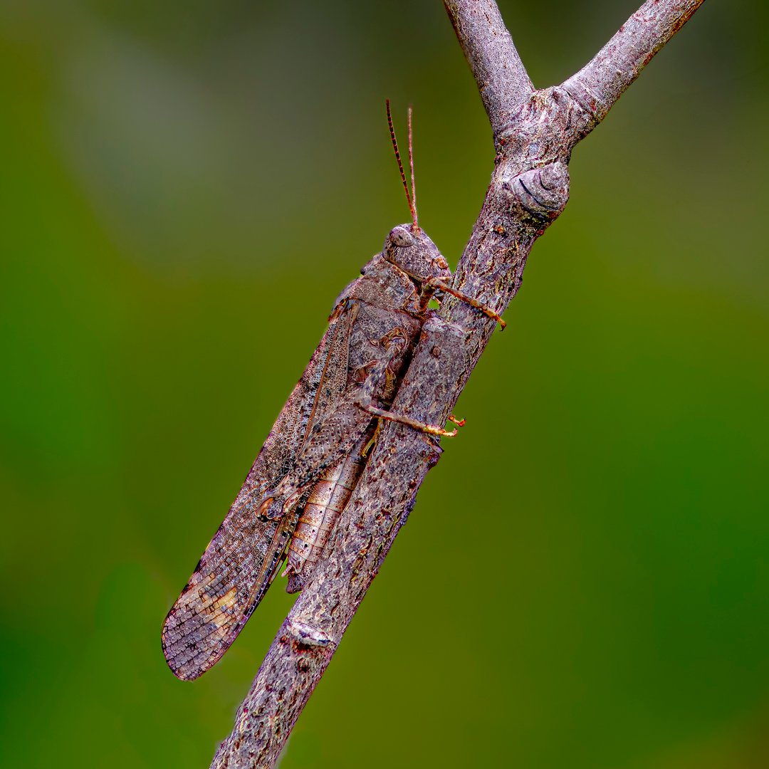 Brien Thomson – Grasshopper on Branch – 1st