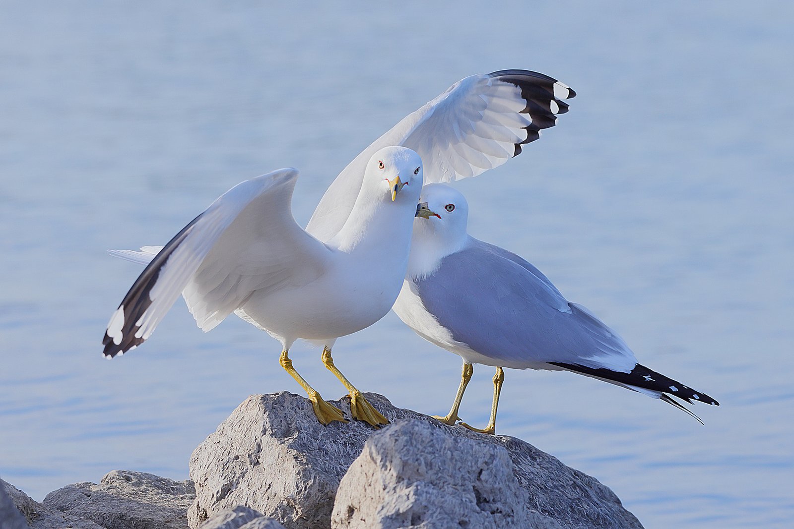 Cathleen MacDonald – Ringbill Gull Pair – 3rd