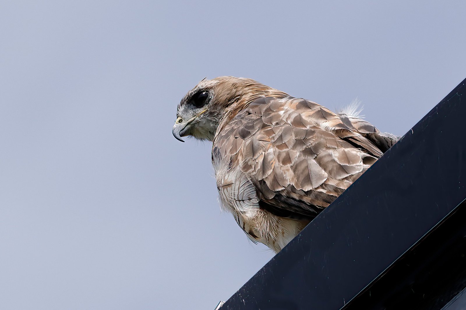 Cid Negri – Hawk Looking for Lunch – 3rd