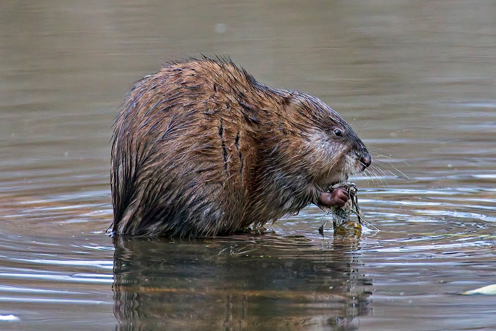 Eros Fiacconi – Muskrat Taking Care of Busines – HM