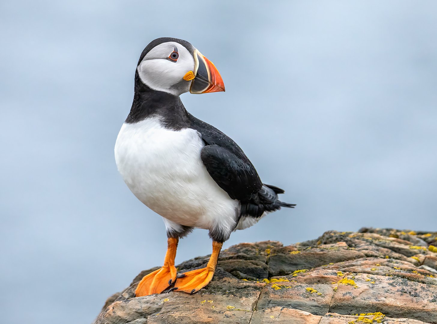 Garry Weiler – Puffin Portrait – 2nd