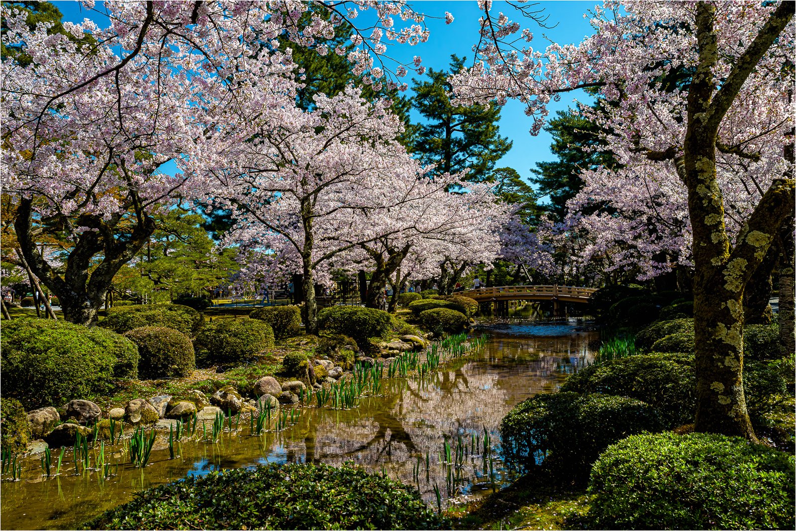 Gerard Baron – Cherry Blossom in Japan – HM