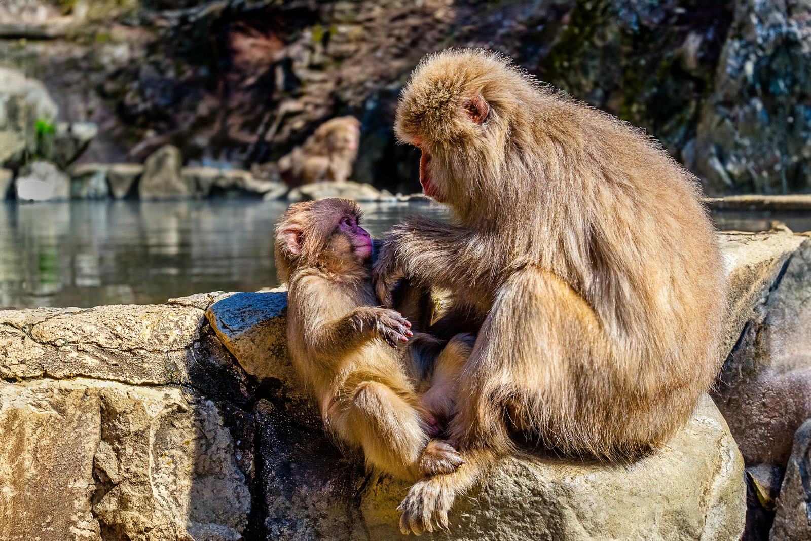 Gerard Baron – The snow monkeys in Nagano – 3rd