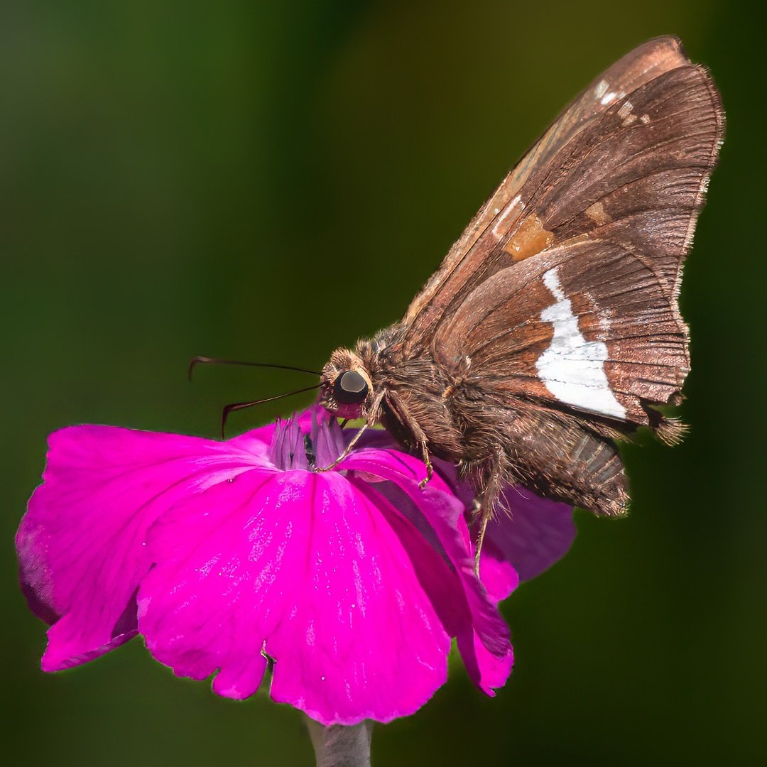 John (Giovanni) Colonna – Silver Spotted Skipper on Flow – HM