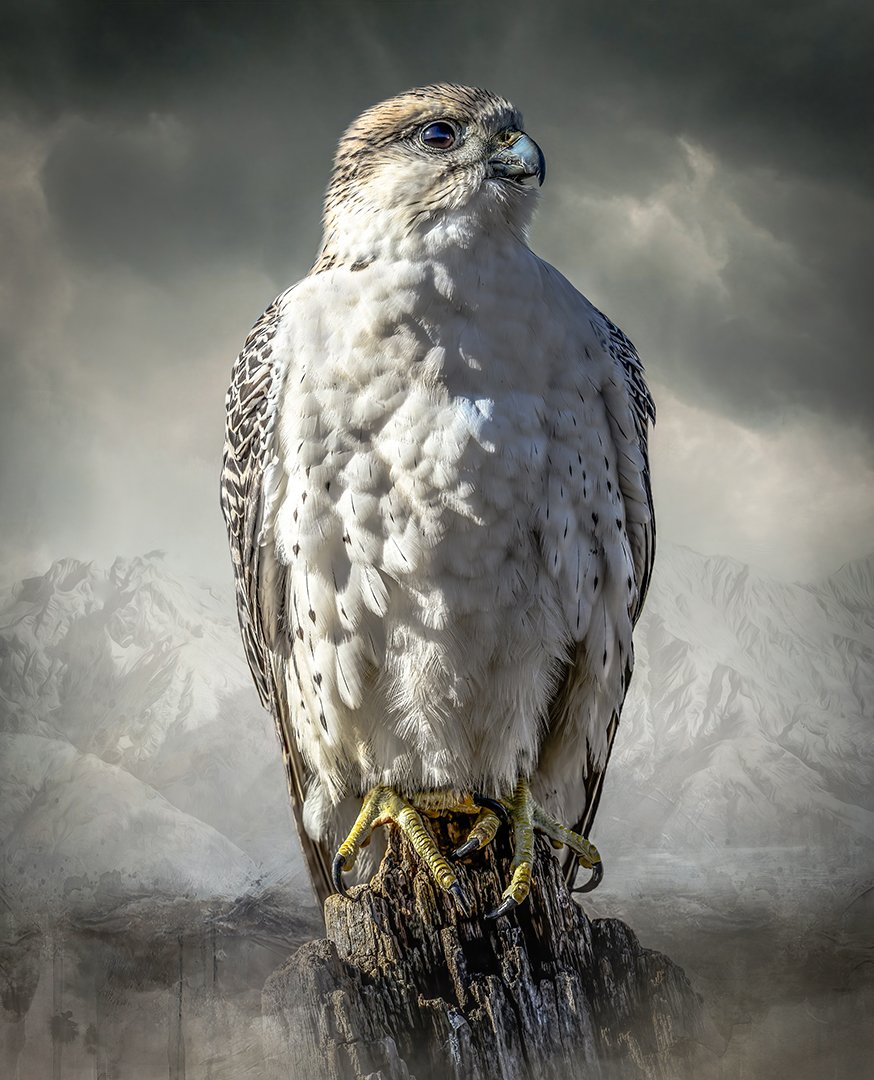 Karin McDonald – The Gyrfalcon – 1st