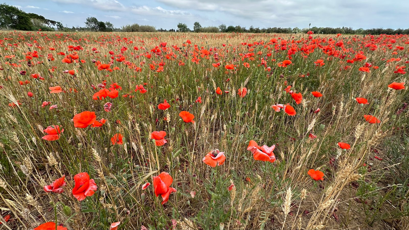 Kay Woollam – Field of Poppies – HM