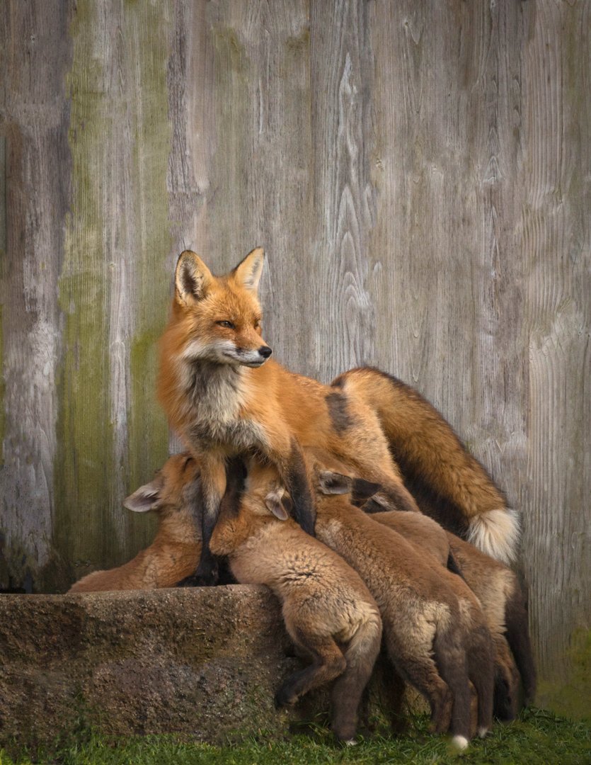 Lori Metcalfe – Proud Vixen Feeding Her Kits – 1st