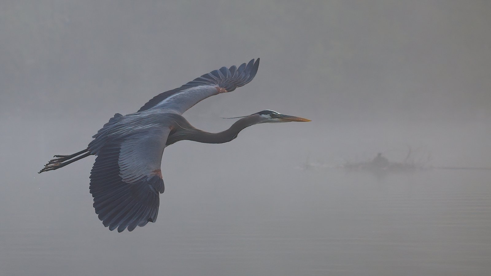 Melanie Morrison – Heron flying through the fog – 2nd