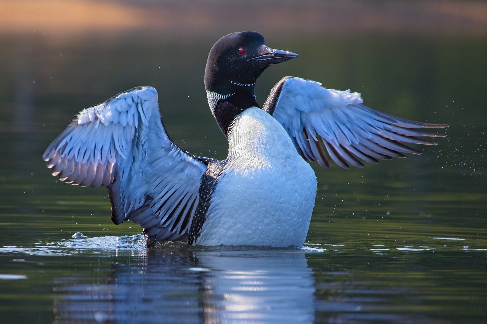 Melanie Morrison – Loon flapping its wings – 3rd