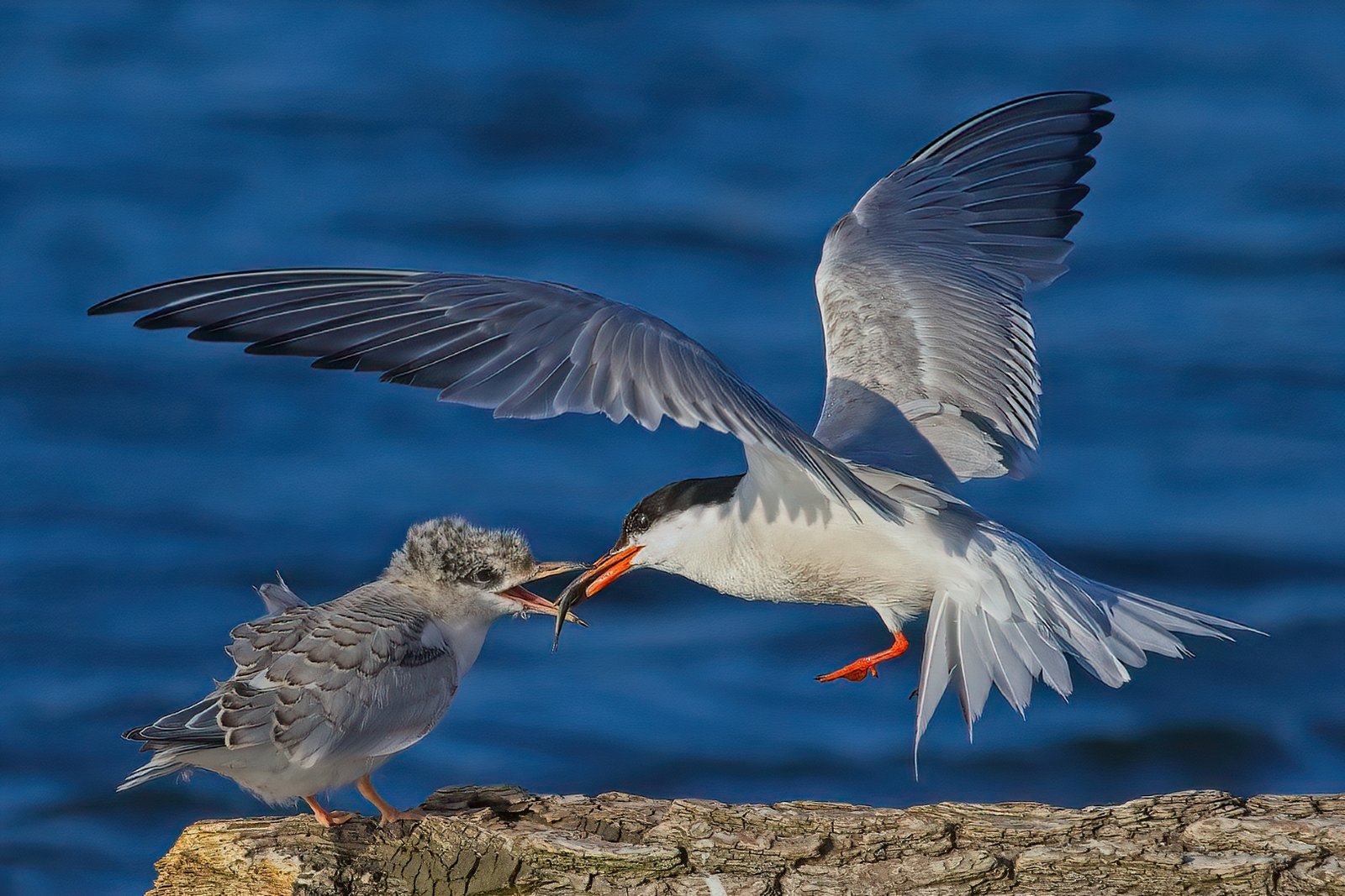 Melanie Morrison – Tern Feeding Chick – 1st