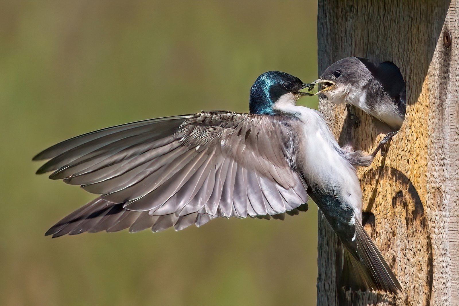 Melanie Morrison – Tree Swallow Feeding Chick – 2nd