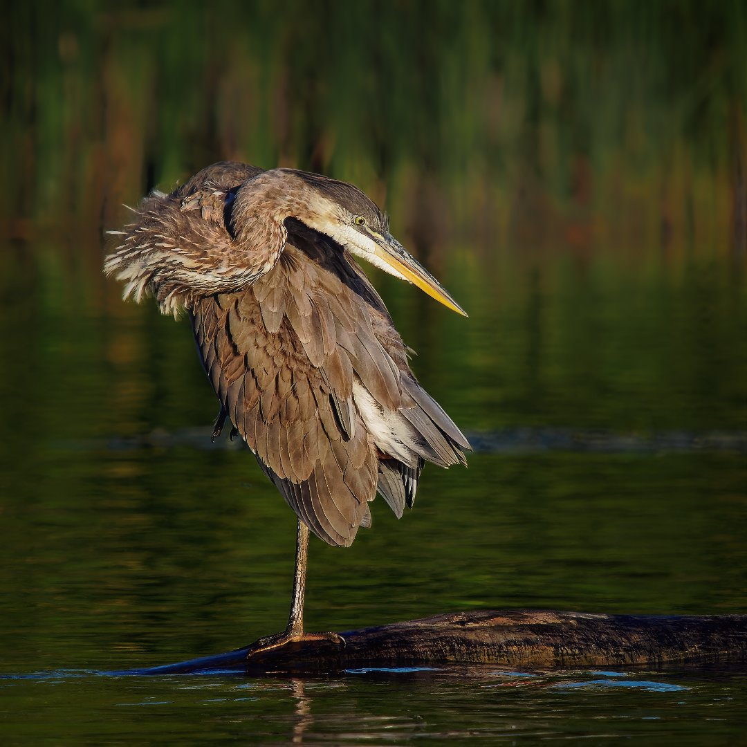 Michael Lemiski – Blue Heron in a Knot – 2nd