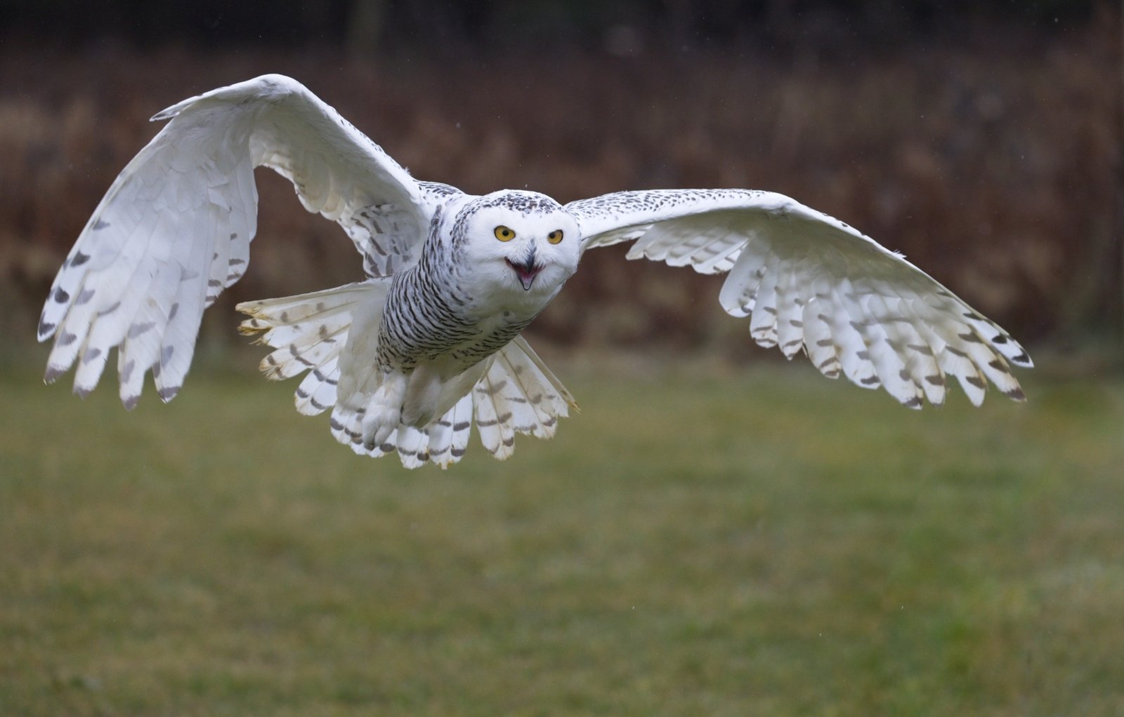 Mike Robinson – Snowy owl in flight – 2nd