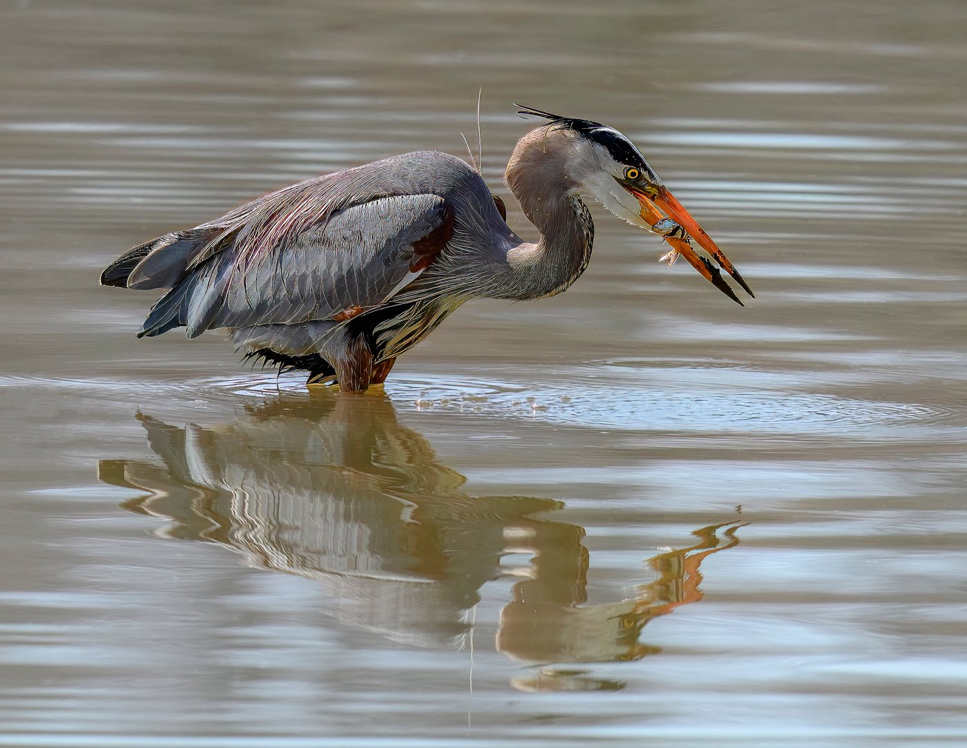 Paule Dion – Blue heron eating fish – 1st