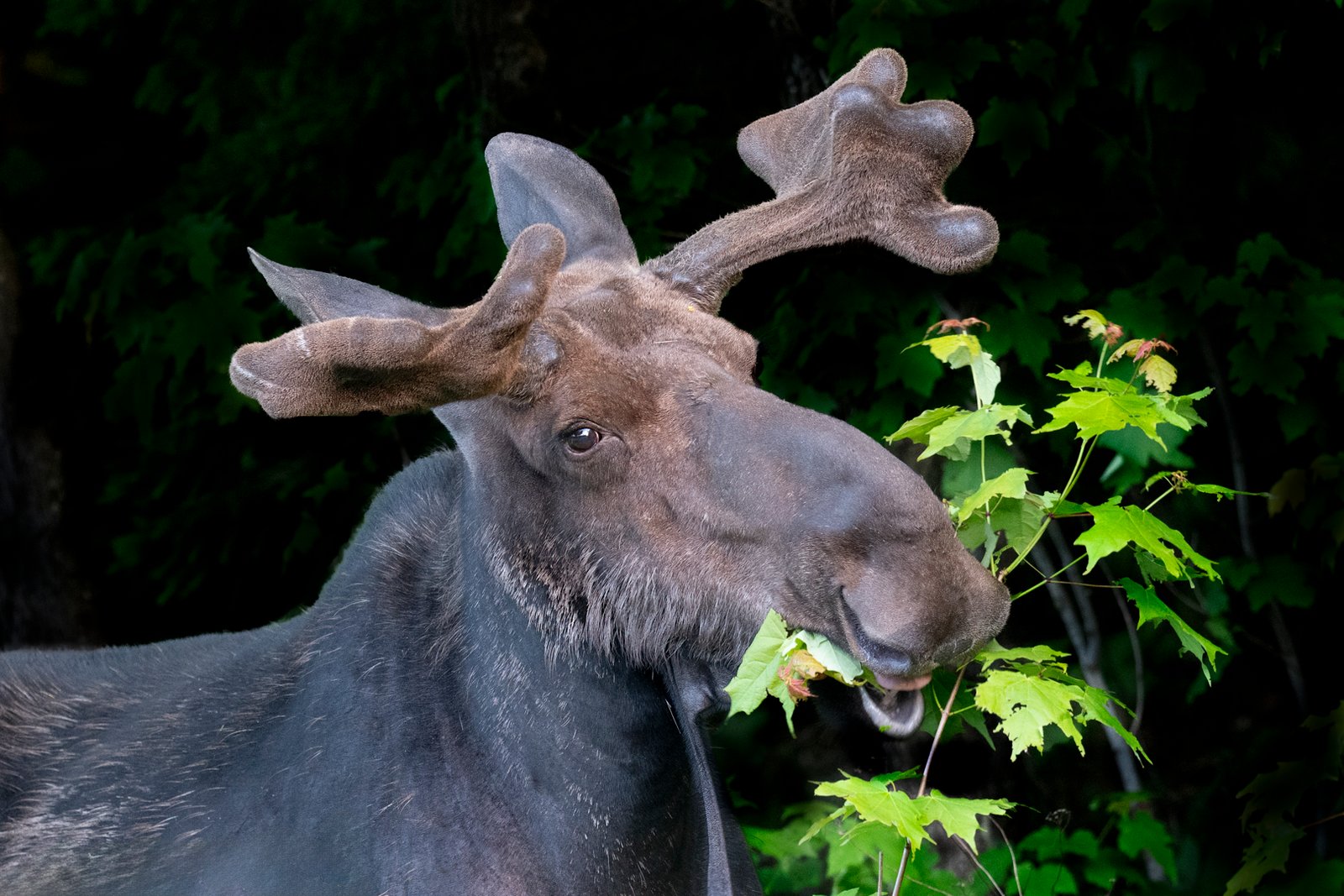 Paule Dion – Moose eating leaves – 2nd