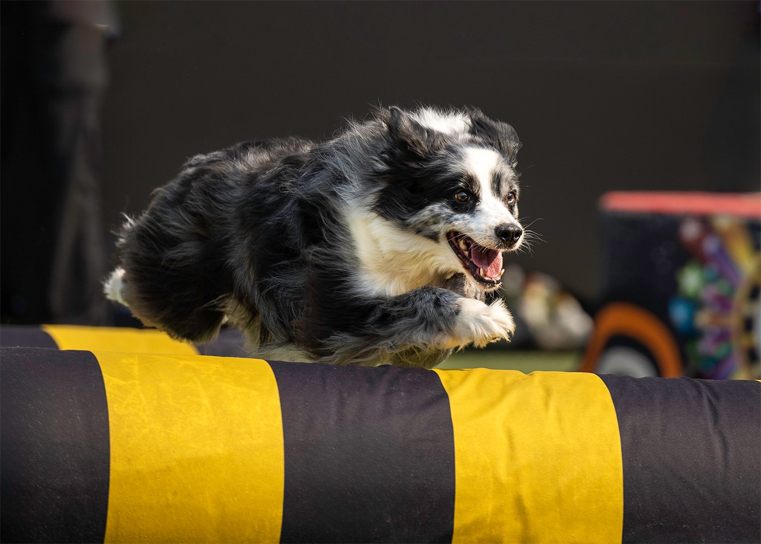 Shane Rao Sinclair – Border Collie Jumping – 1st