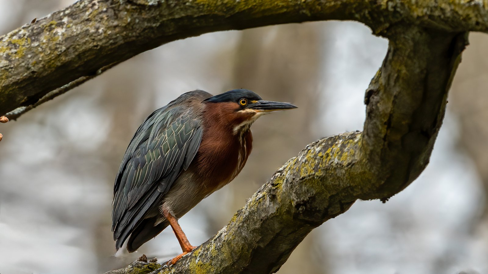 Vincent Filteau – Green Heron – 3rd