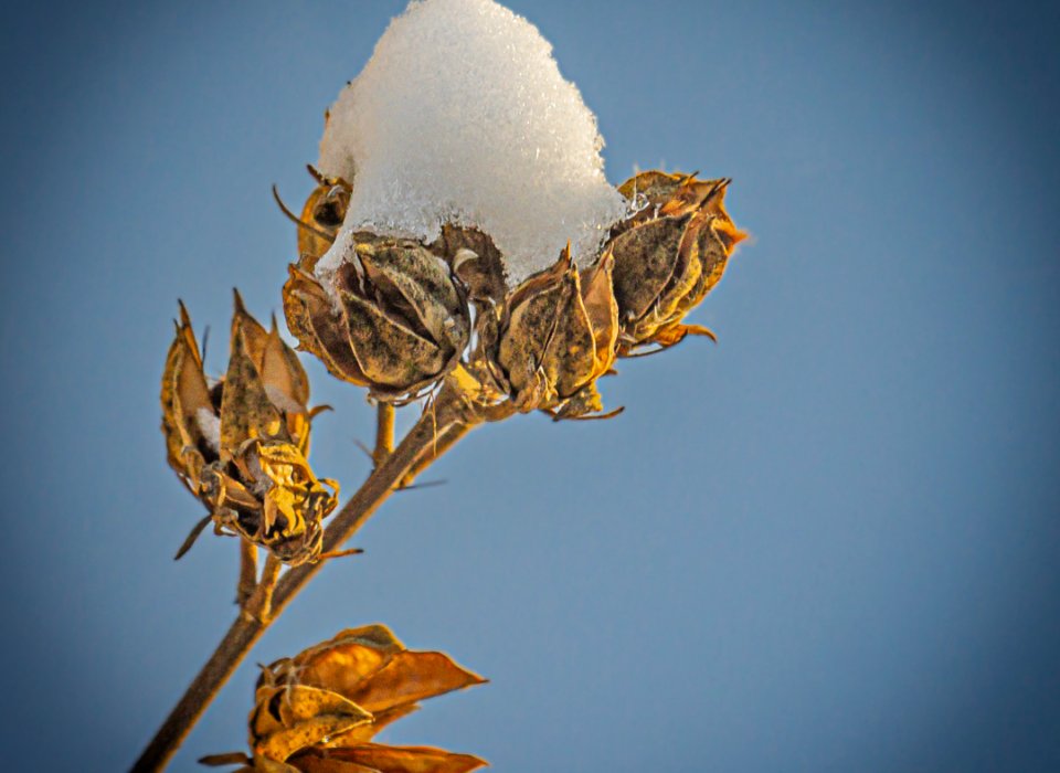Brien Thomson – Snow cone on branch – HM