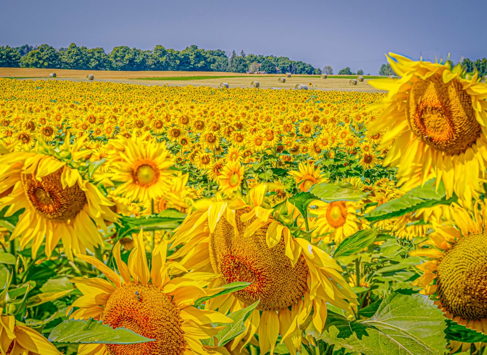 Brien Thomson – Summers Bounty – 3rd