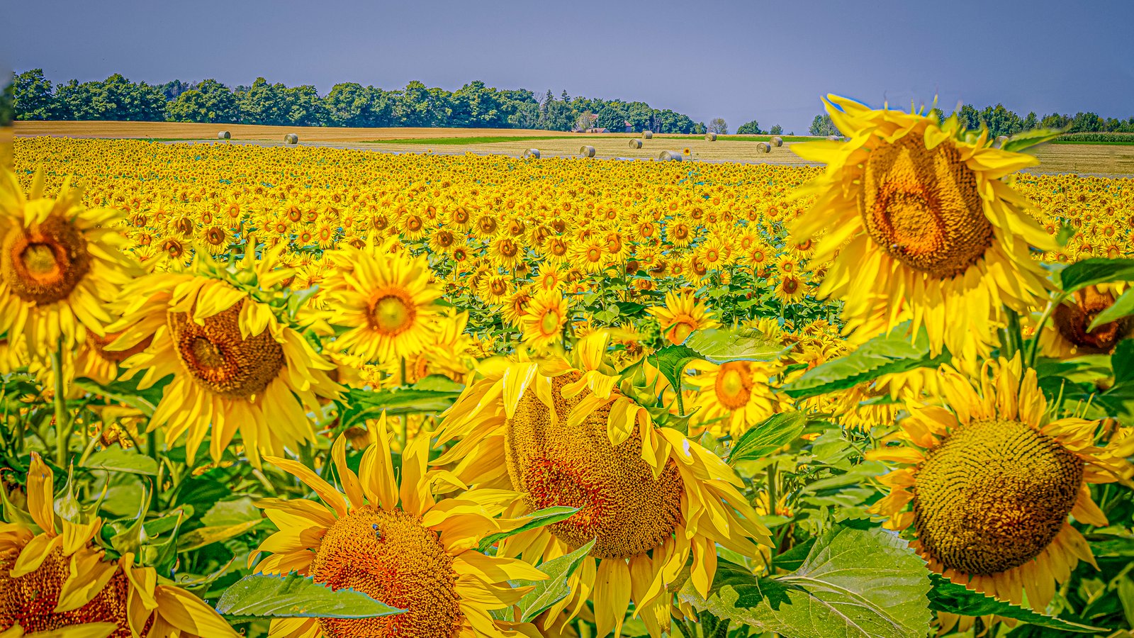 Brien Thomson – Summers Bounty – 3rd