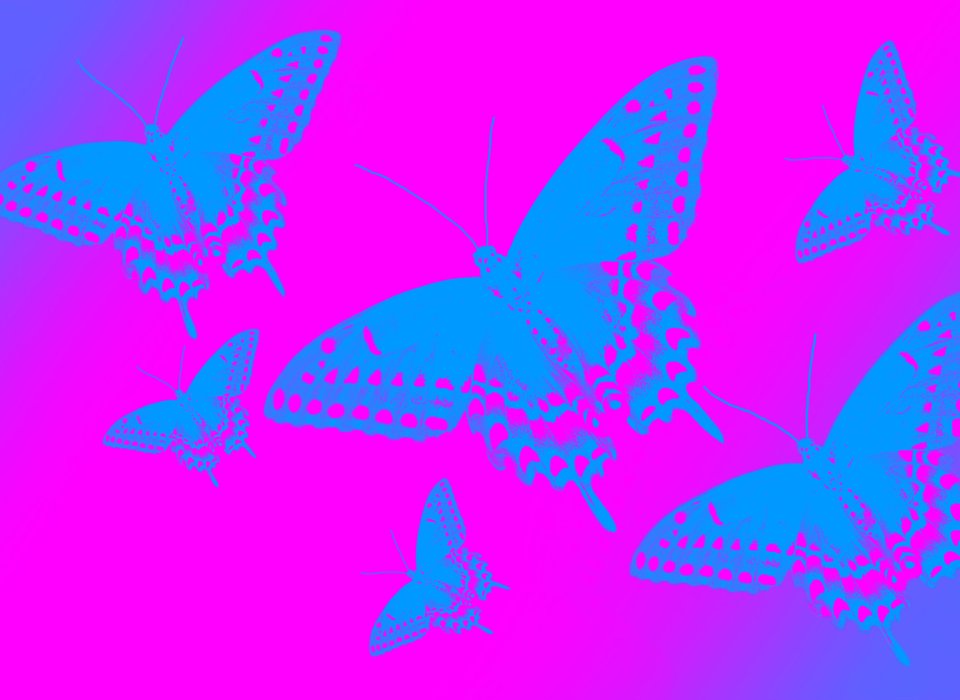 Cathleen MacDonald – ButterflyFlyawayDuotone – 3rd