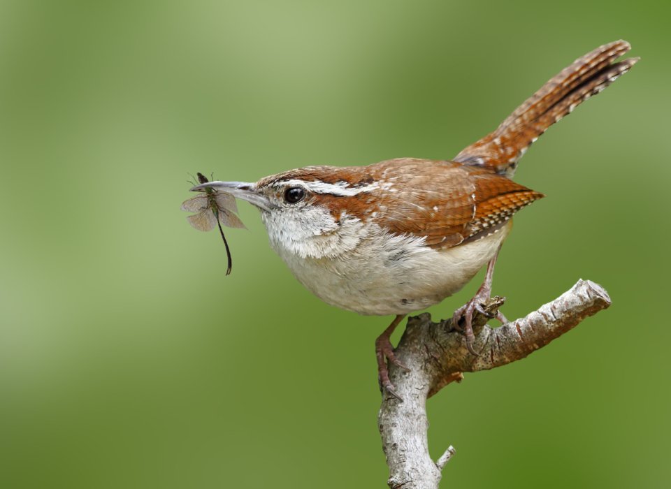 Cathleen MacDonald – CarolinaWrenDragonfly – 1st