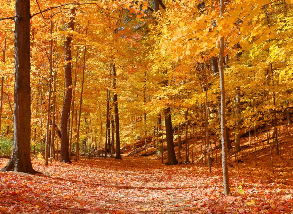 Cathleen MacDonald – GloryGoldAutumnFoliage – HM