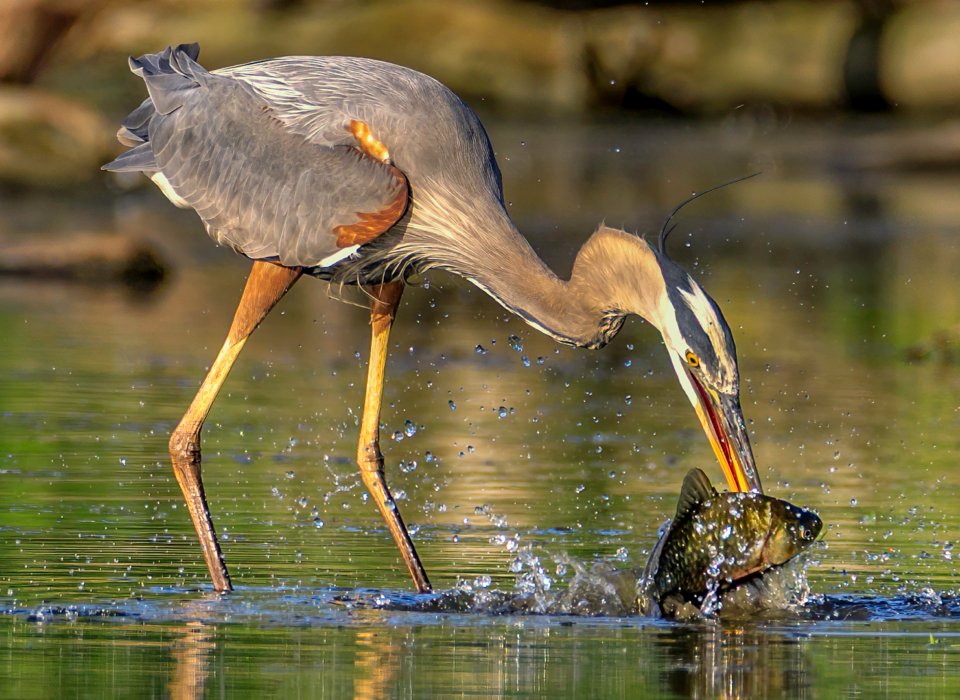 Eros Fiacconi – Great Blue Heron Catch – 1st