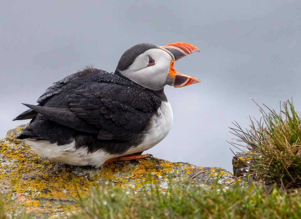 Garry Weiler – Puffin communicating – HM