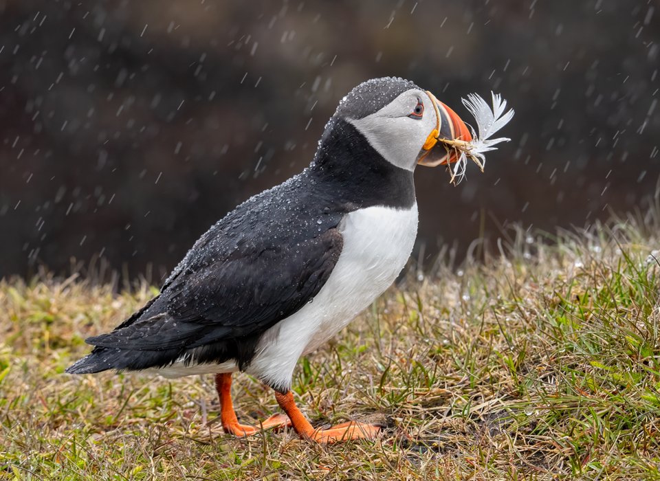 Garry Weiler – Puffin with feather – 2nd