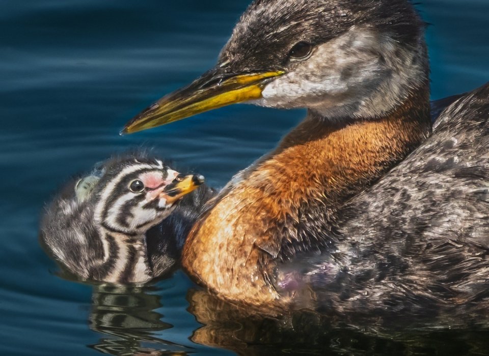 John (Giovanni) Colonna – Grebe Family – 3rd