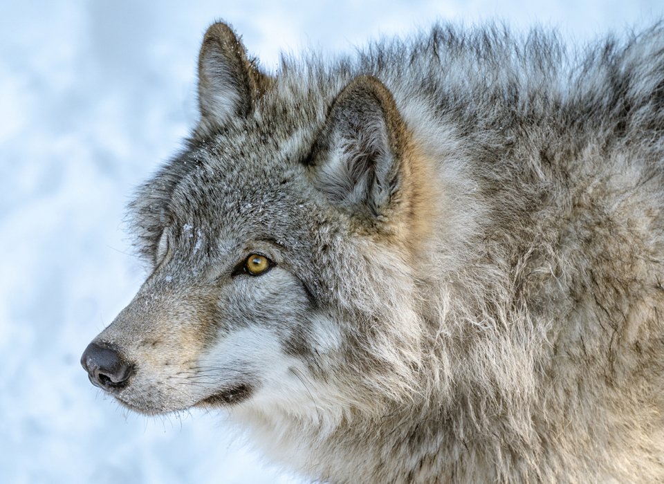 Karin McDonald – Grey Wolf – 3rd