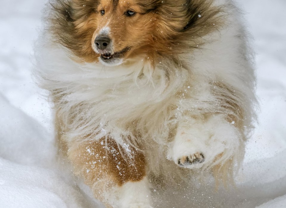 Karin McDonald – Snow Floof – 1st