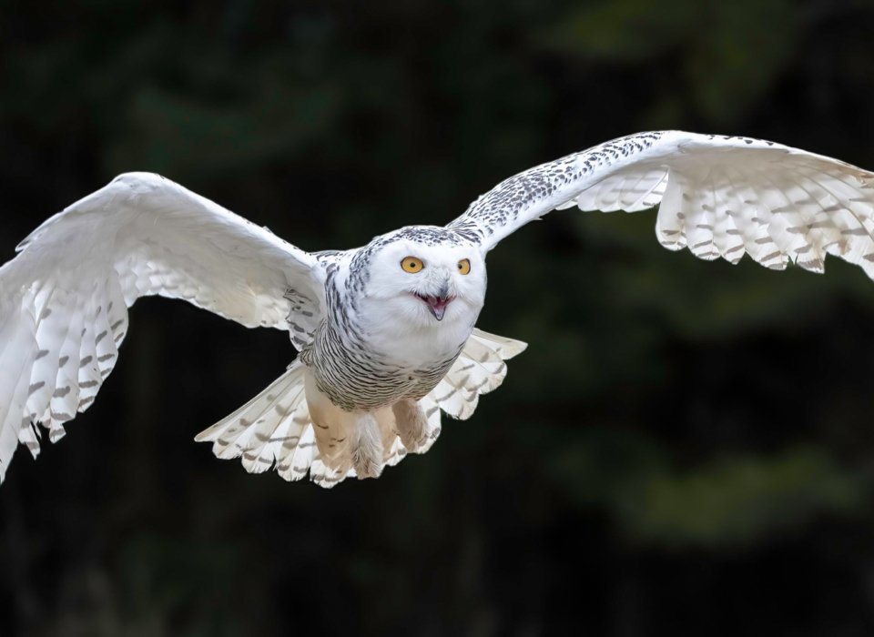 Karin McDonald – Snowy Owl – HM