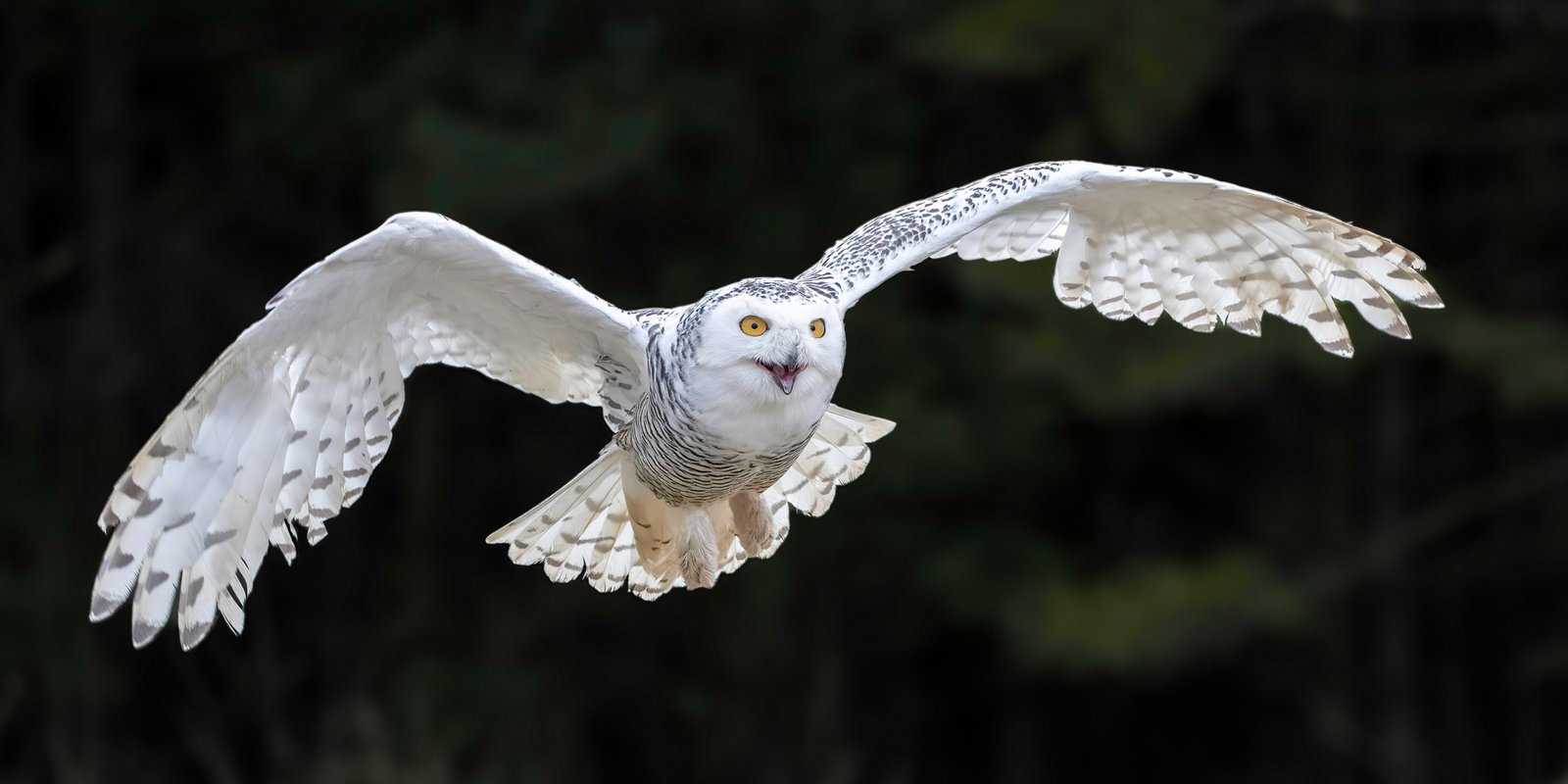 Karin McDonald – Snowy Owl – HM