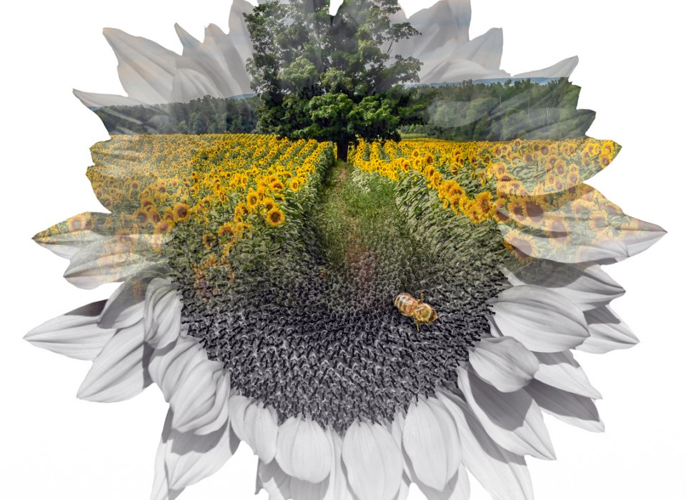 Karin McDonald – Sunflower Dreams – HM