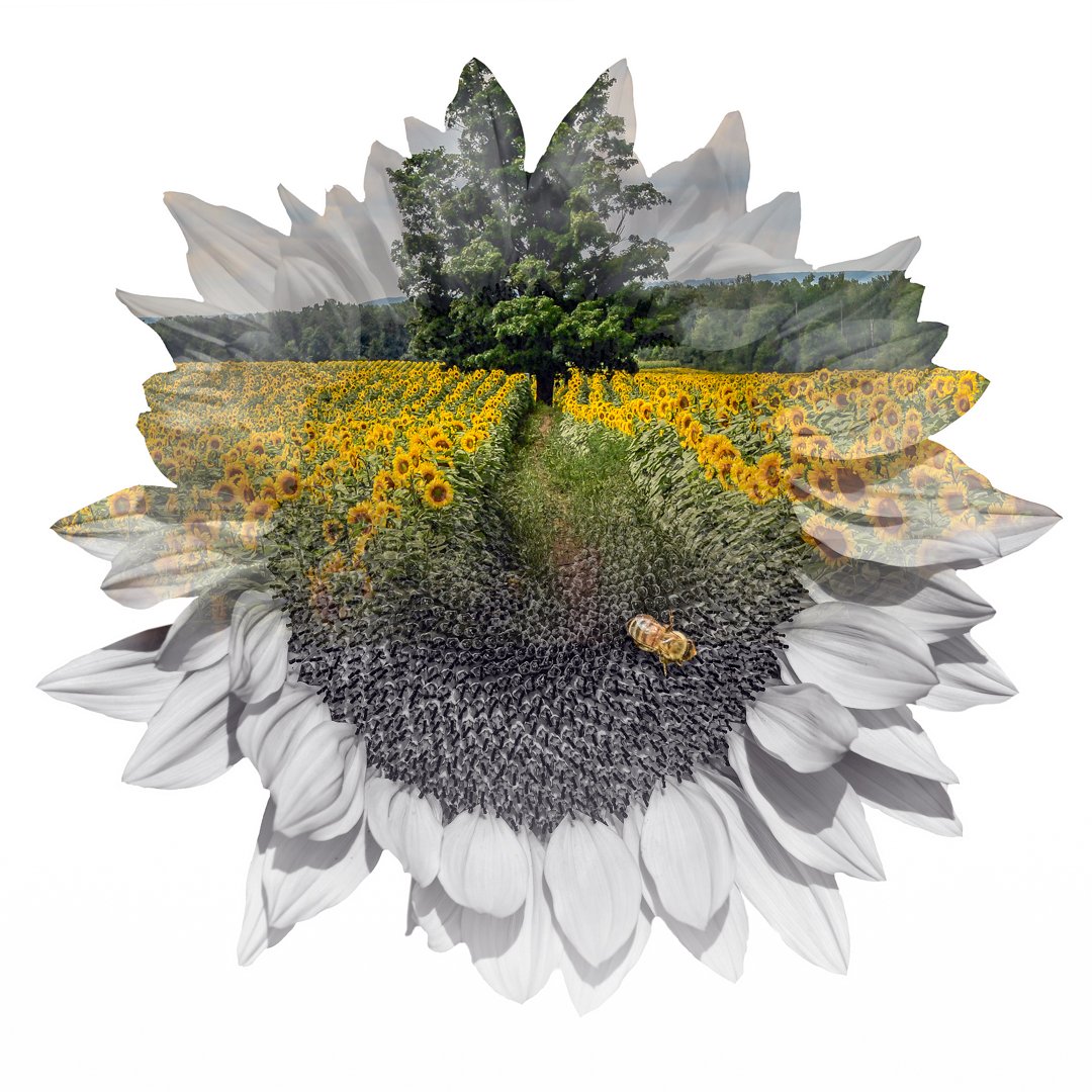 Karin McDonald – Sunflower Dreams – HM