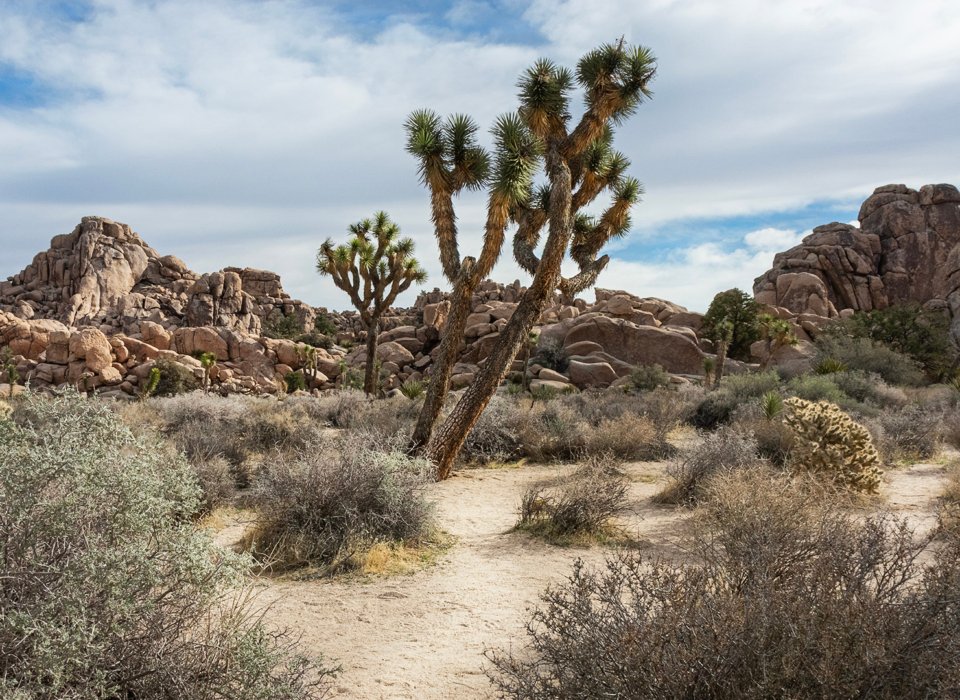 Linda Wiesner – Joshua Tree park – 2nd