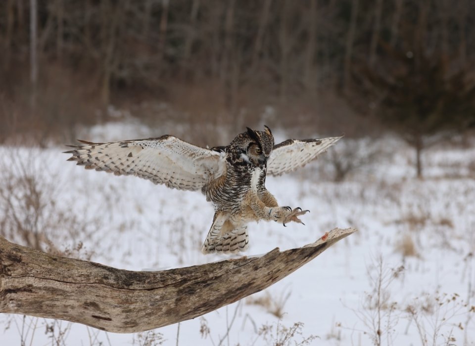 Liz Murray – Great Horned Owl – 3rd