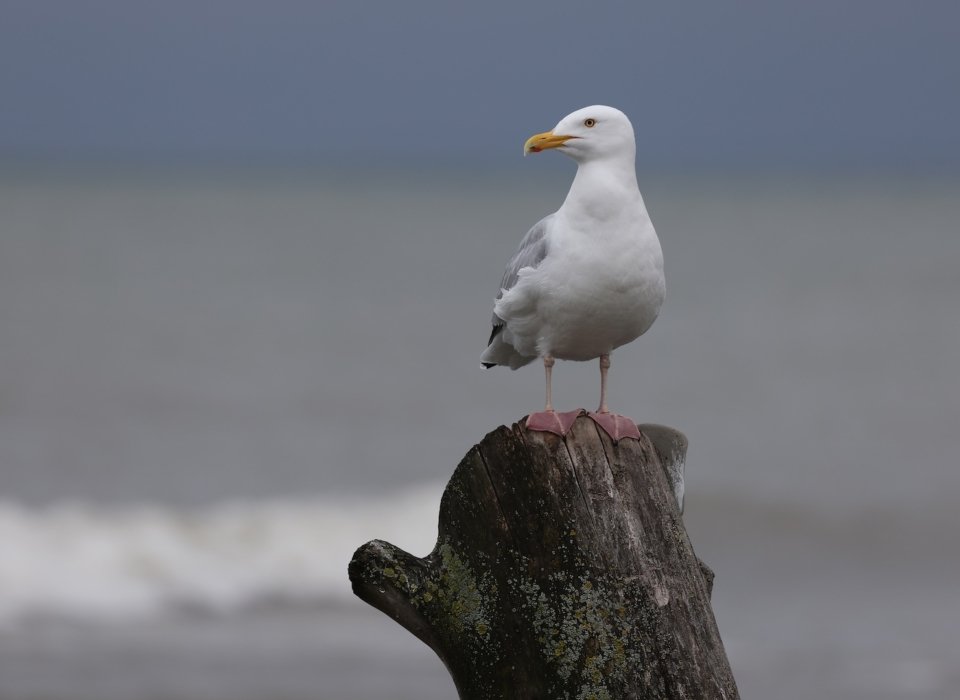 Liz Murray – Herring Gull – 2nd