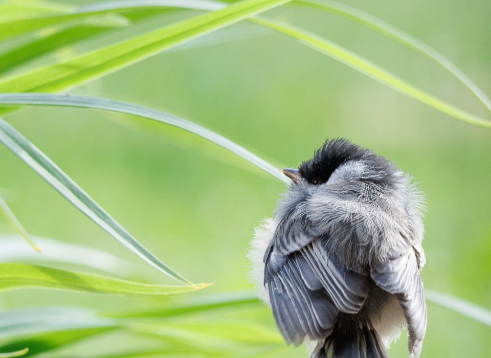 Lori Kidd – Elegant Chickadee – HM