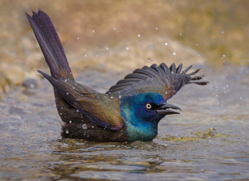 Lori Metcalfe – A Bathing Grackle – 2nd